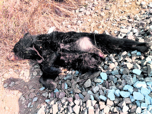 కమనీయం..  పార్వేట మహోత్సవం1