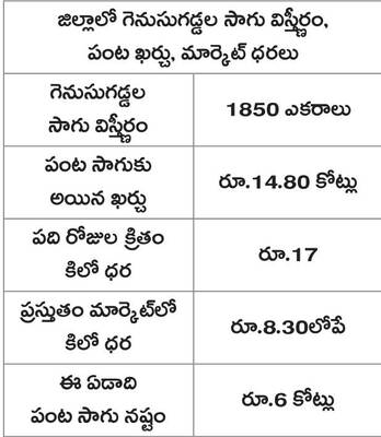 గెనుసుగడ్డల సాగు .. మిగిలింది బెంగే1