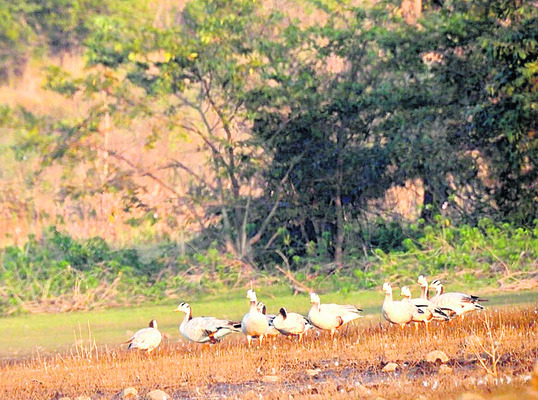 అరుదైన అతిథులొచ్చాయ్‌..!1