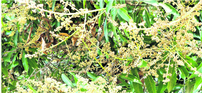 మామిడి పూతకు మంచు దెబ్బ 1