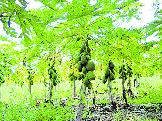 పంట పండిస్తున్న ప్రత్యామ్నాయం 1