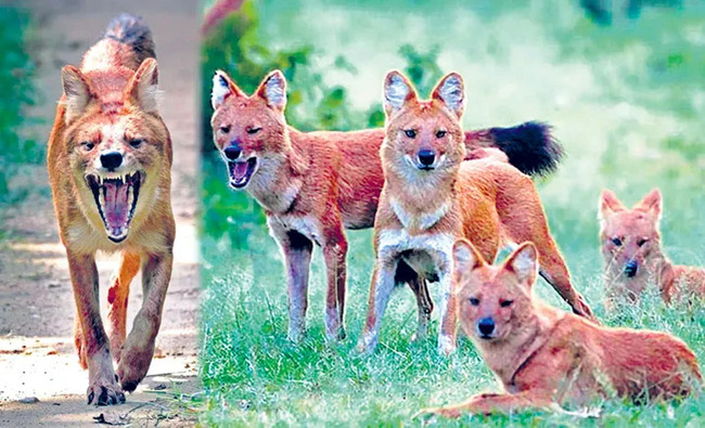 రేపటి నుంచి వన్యప్రాణుల గణన 1