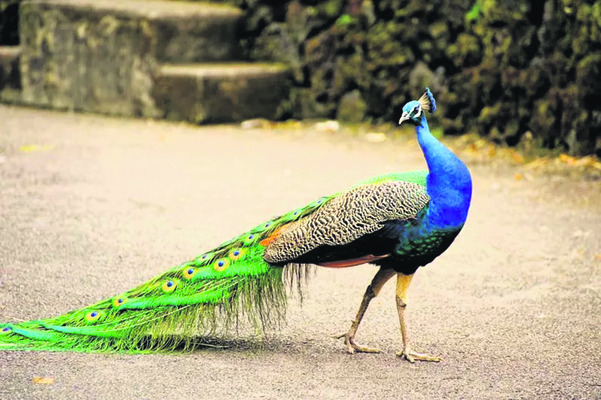 రేపటి నుంచి వన్యప్రాణుల గణన 3