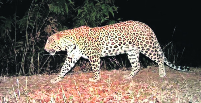 రేపటి నుంచి వన్యప్రాణుల గణన 2