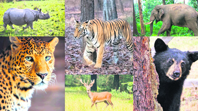 రేపటి నుంచి వన్యప్రాణుల గణన 4