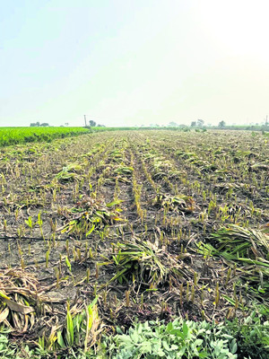 పసుపు ధరలపై ఆశలు1