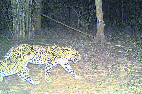 అభయారణ్యం.. స్వేచ్ఛా విహారం 1