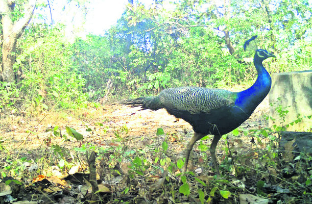 అభయారణ్యం.. స్వేచ్ఛా విహారం 4