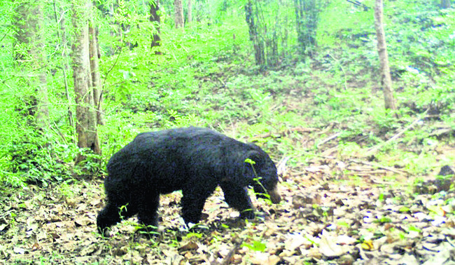 అభయారణ్యం.. స్వేచ్ఛా విహారం 3