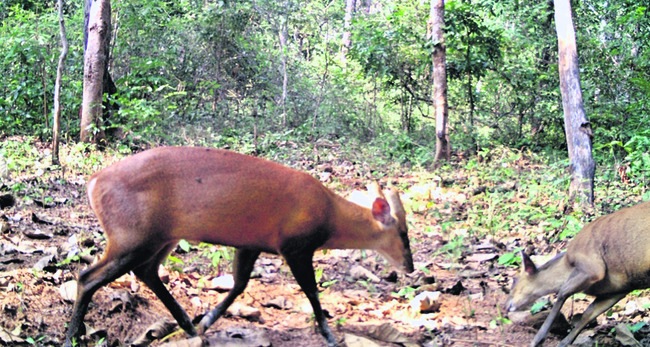 అభయారణ్యం.. స్వేచ్ఛా విహారం 2