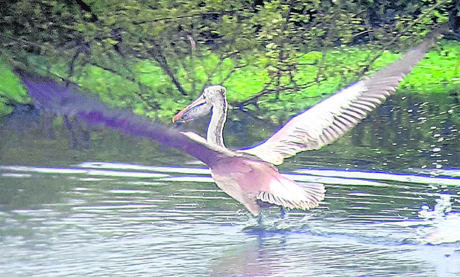 సందర్శకుల సందడి1