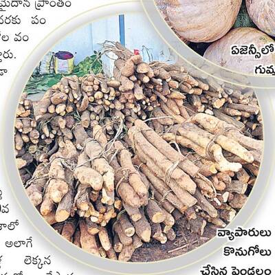 ఏజెన్సీ ఫలసాయాలకు ఒడిశాలో డిమాండ్‌2