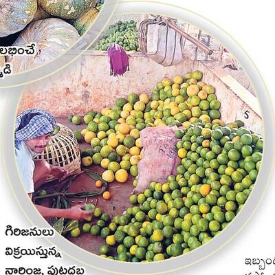 ఏజెన్సీ ఫలసాయాలకు ఒడిశాలో డిమాండ్‌1