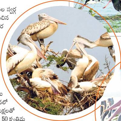 కొత్త సొబగులతో కనువిందు2