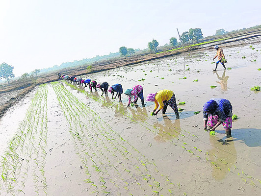 యాసంగి జోరు2