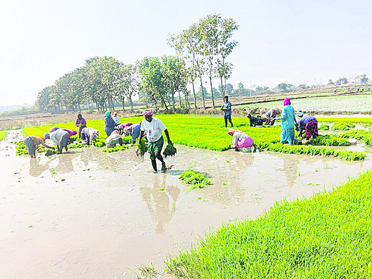 యాసంగి జోరు1