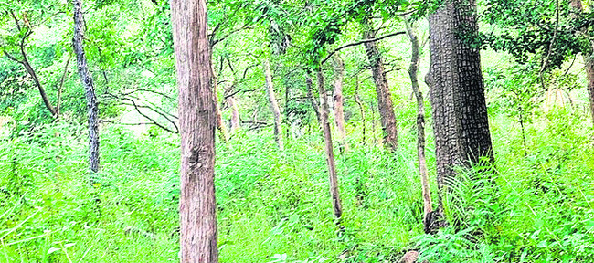 అడవుల్లో జంతుగణన1