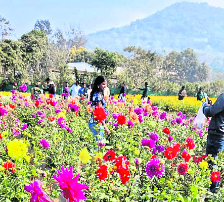 ఆంధ్రాకశ్మీరులో లాభాల పూదోట 3