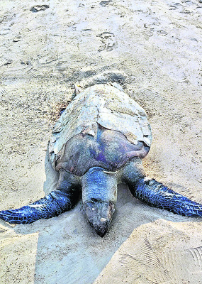 దర్శనంలో కోతలు2