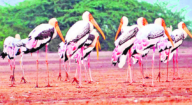 విదేశీ అతిథి..1