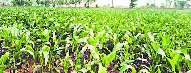 తెగుళ్ల దిగులు 1