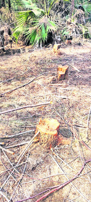 అడవే కదా.. అడిగేదెవరు..!1