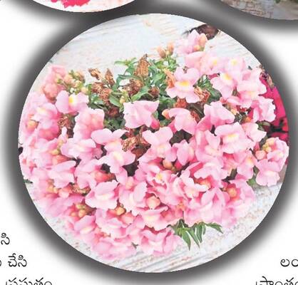 ఆంధ్రాకశ్మీరులో లాభాల పూదోట 1