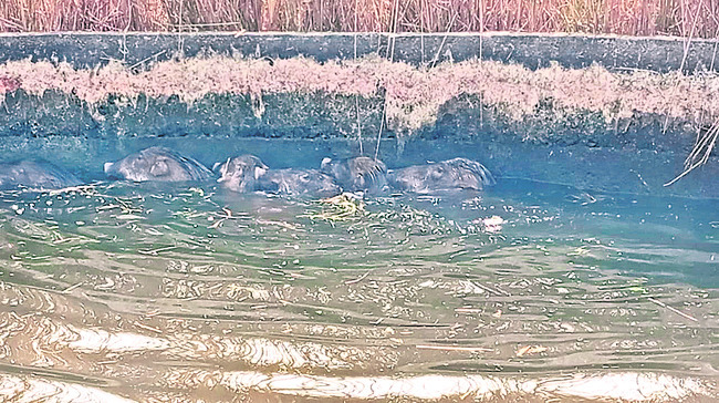 ఉపసర్పంచ్‌ల ఫోరం జిల్లా అధ్యక్షుడిగా బాల్లె రాజుగౌడ్‌3