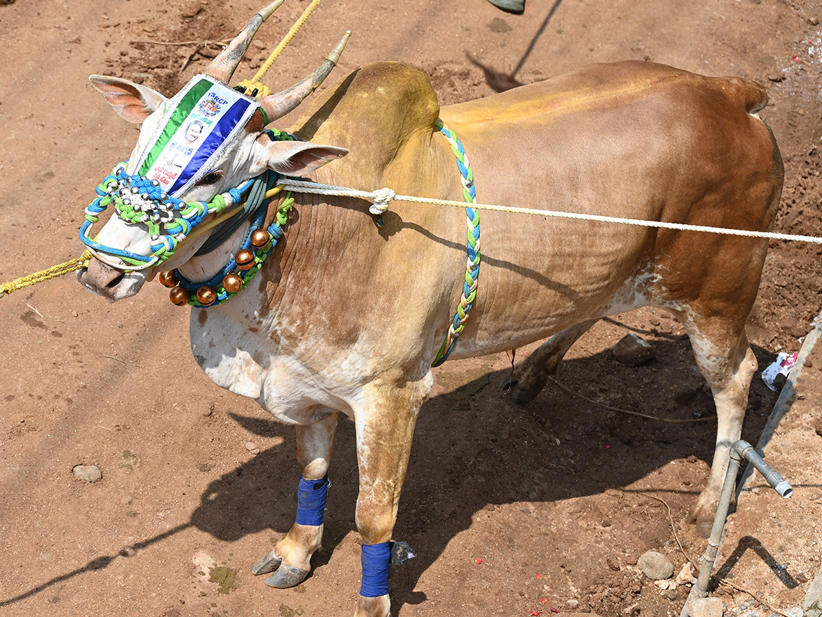 Rangampeta Jallikattu 2026 Photos12