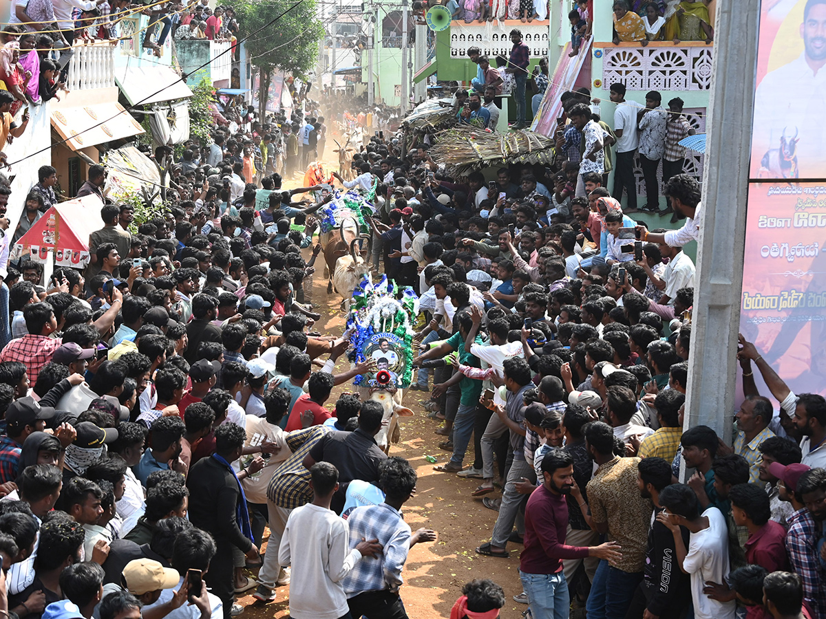 Rangampeta Jallikattu 2026 Photos2