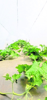 ‘కవర్‌’ భలే..పంట భళా!1