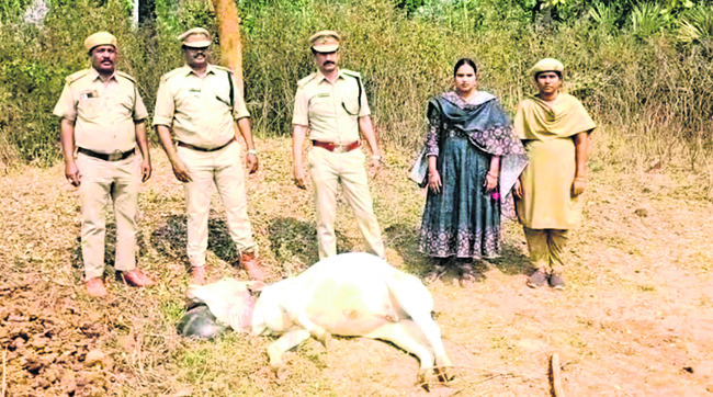 పులి దాడులు.. ఏజెన్సీ బెంబేలు1