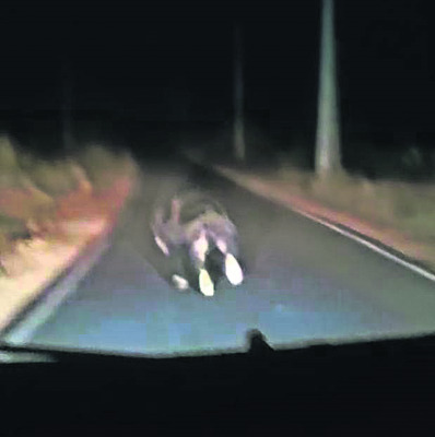 సుమోల పేరిట మోసం... ఇద్దరికి ఆరు నెలల జైలు 2