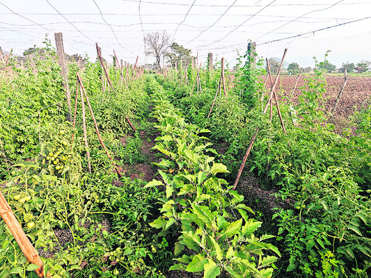 కూరగాయలు.. గ్యారంటీ లాభాలు1