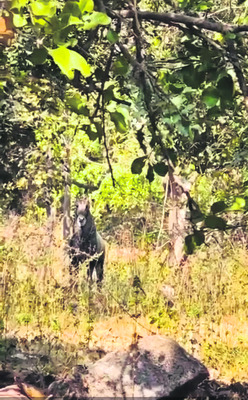 అడవిలో జంతు గణన 1