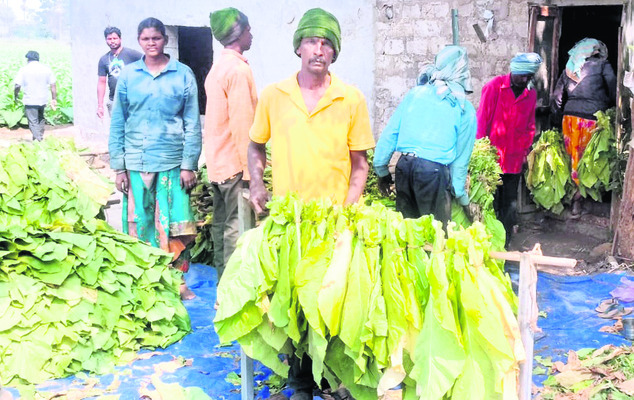 పొగాకు సాగులో మెలకువలు1