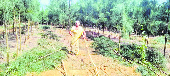 సరుగుడు తోట ధ్వంసం 1