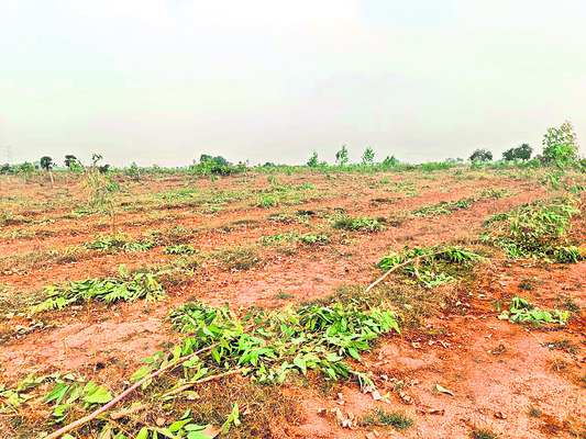 నీలగిరి తైలం చెట్ల కూల్చివేత 
1