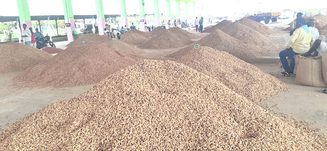 వేరుశనగకు రికార్డు ధర1