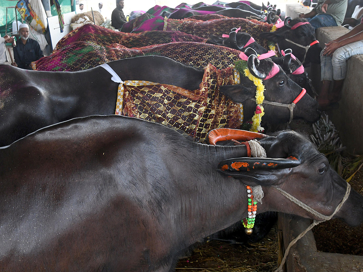 Animal Fest (Pashu Sankranthi) in Narsingi at Hyderabad10