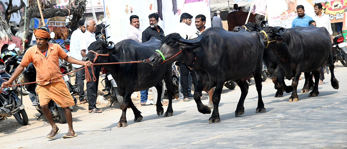 Animal Fest (Pashu Sankranthi) in Narsingi at Hyderabad11