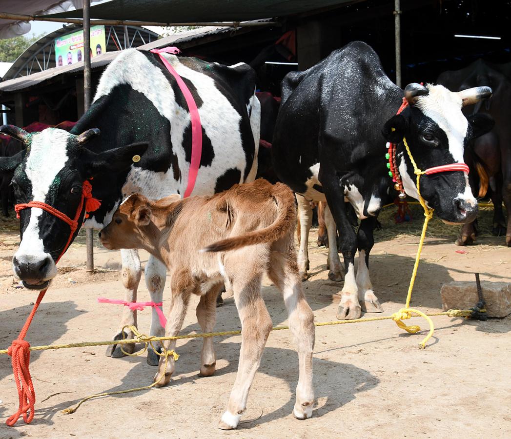 Animal Fest (Pashu Sankranthi) in Narsingi at Hyderabad17