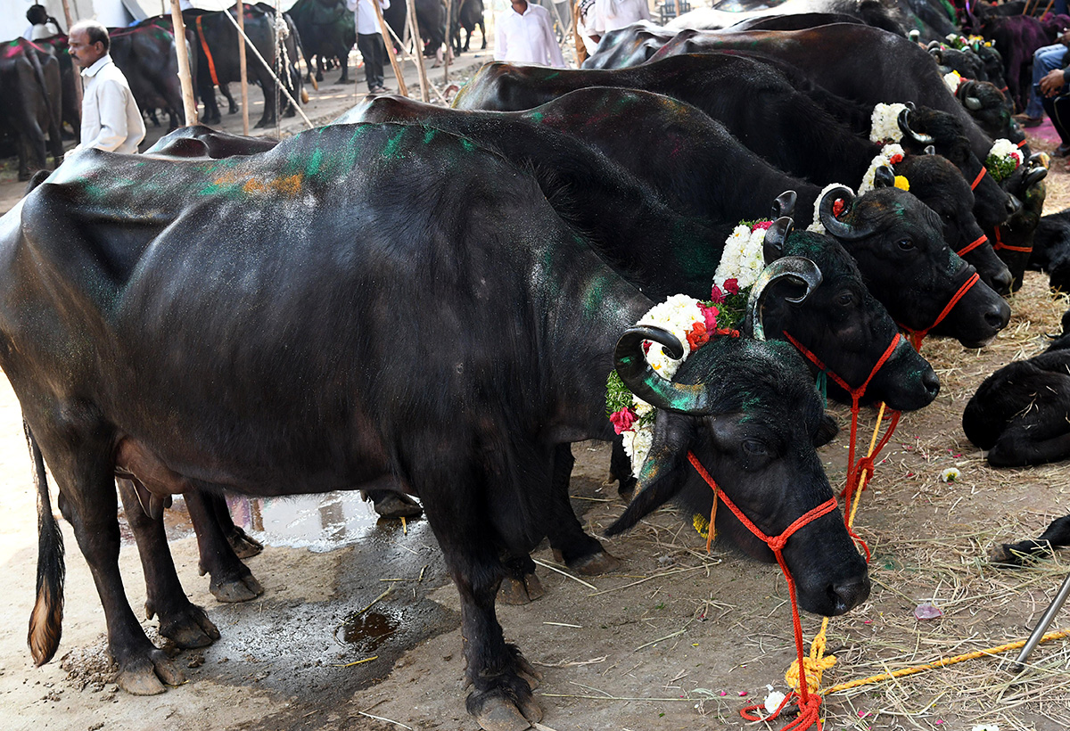 Animal Fest (Pashu Sankranthi) in Narsingi at Hyderabad18