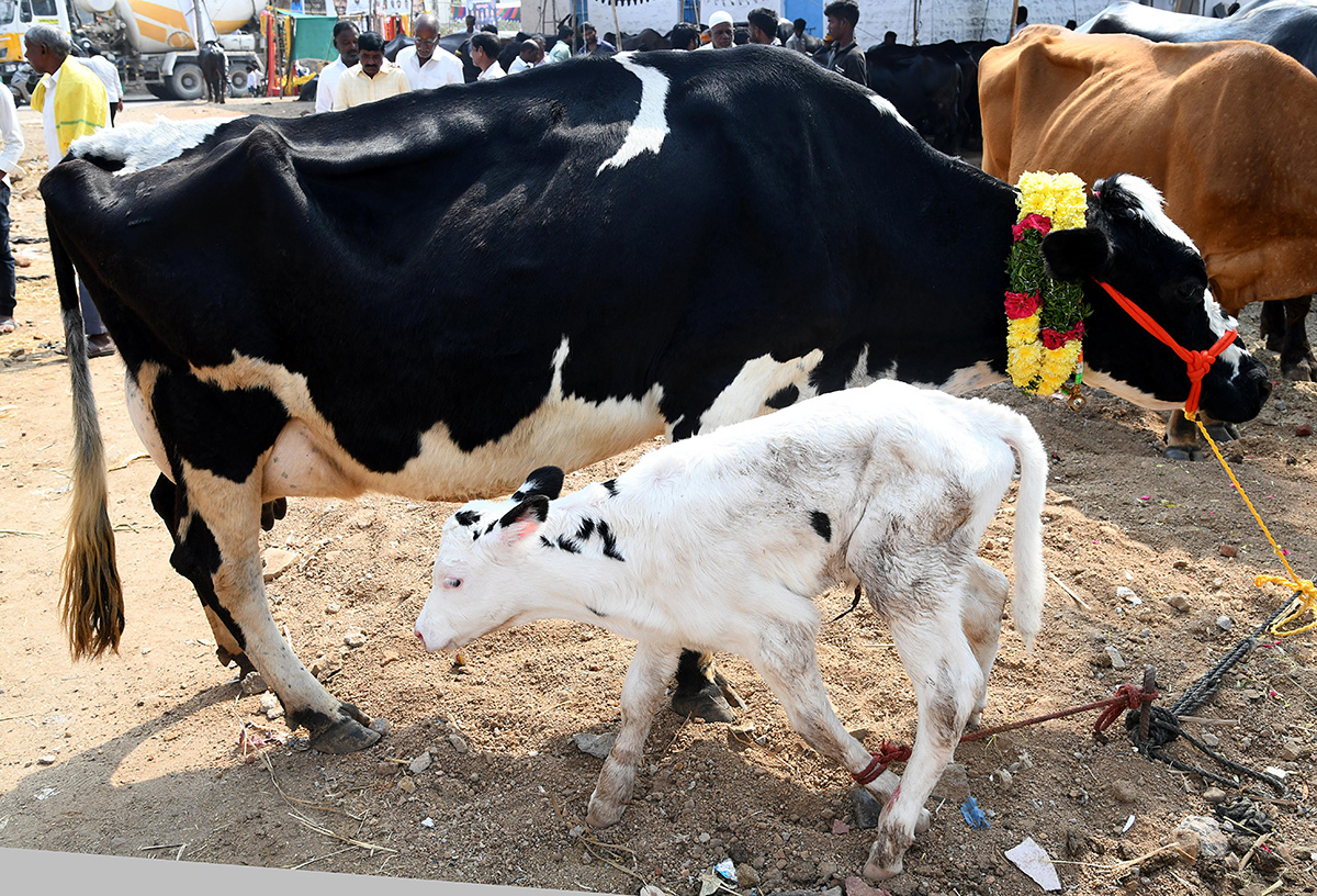 Animal Fest (Pashu Sankranthi) in Narsingi at Hyderabad19