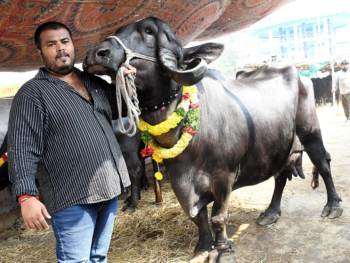Animal Fest (Pashu Sankranthi) in Narsingi at Hyderabad2