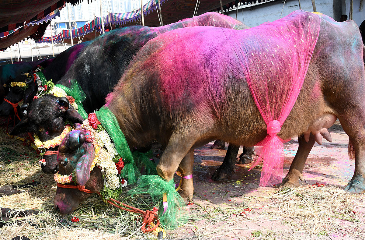 Animal Fest (Pashu Sankranthi) in Narsingi at Hyderabad20