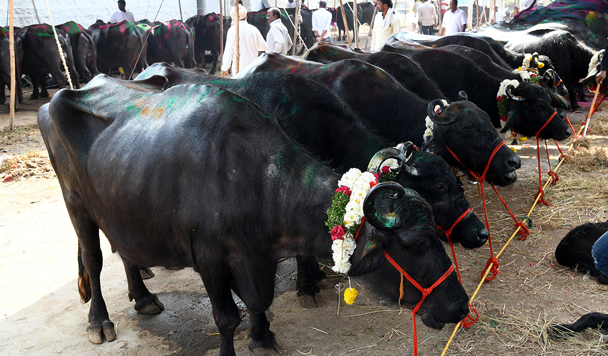 Animal Fest (Pashu Sankranthi) in Narsingi at Hyderabad21