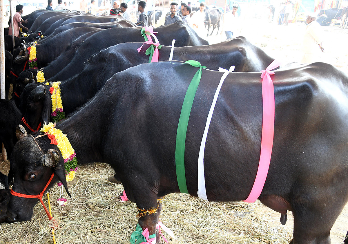 Animal Fest (Pashu Sankranthi) in Narsingi at Hyderabad22