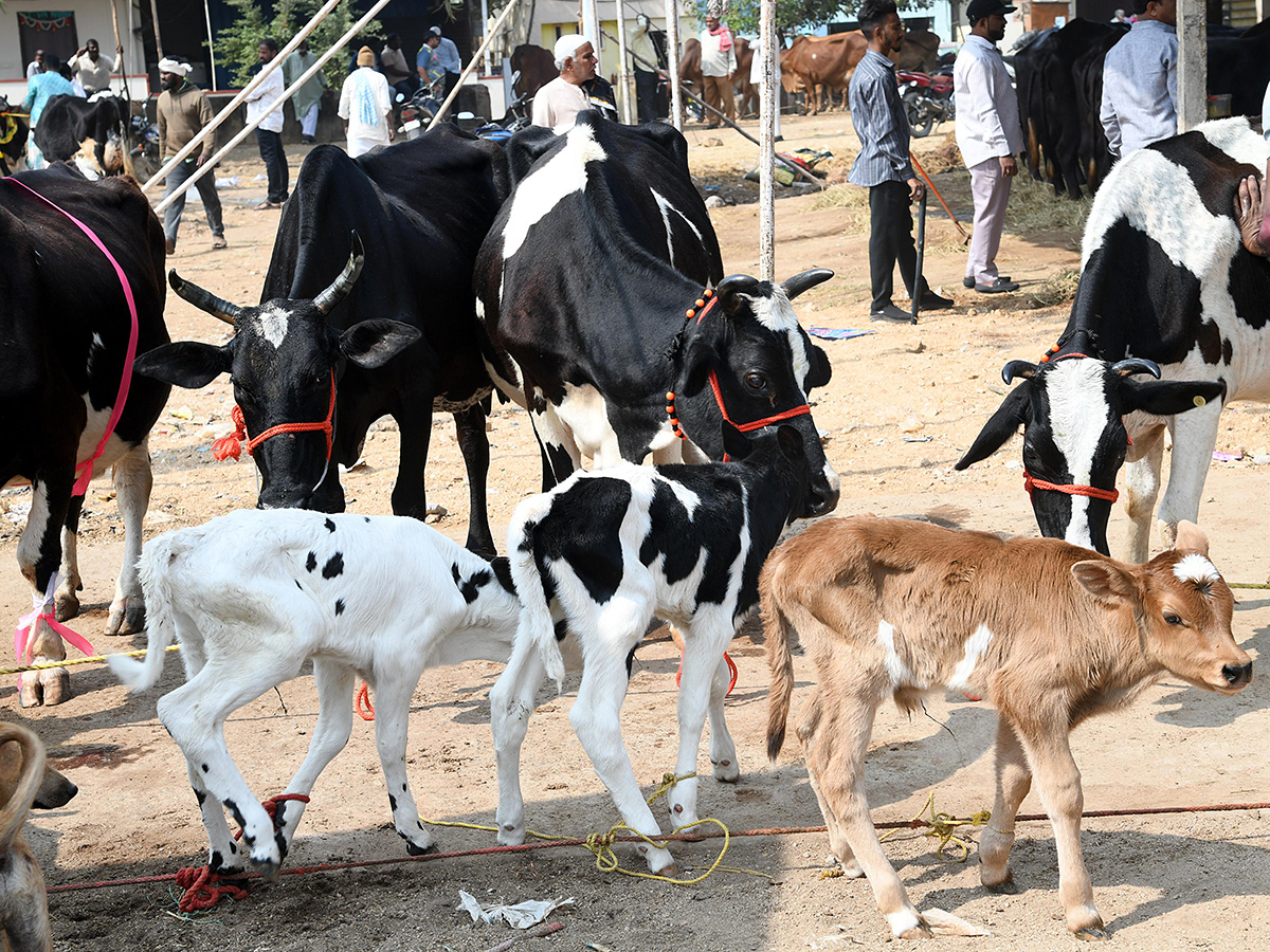 Animal Fest (Pashu Sankranthi) in Narsingi at Hyderabad4