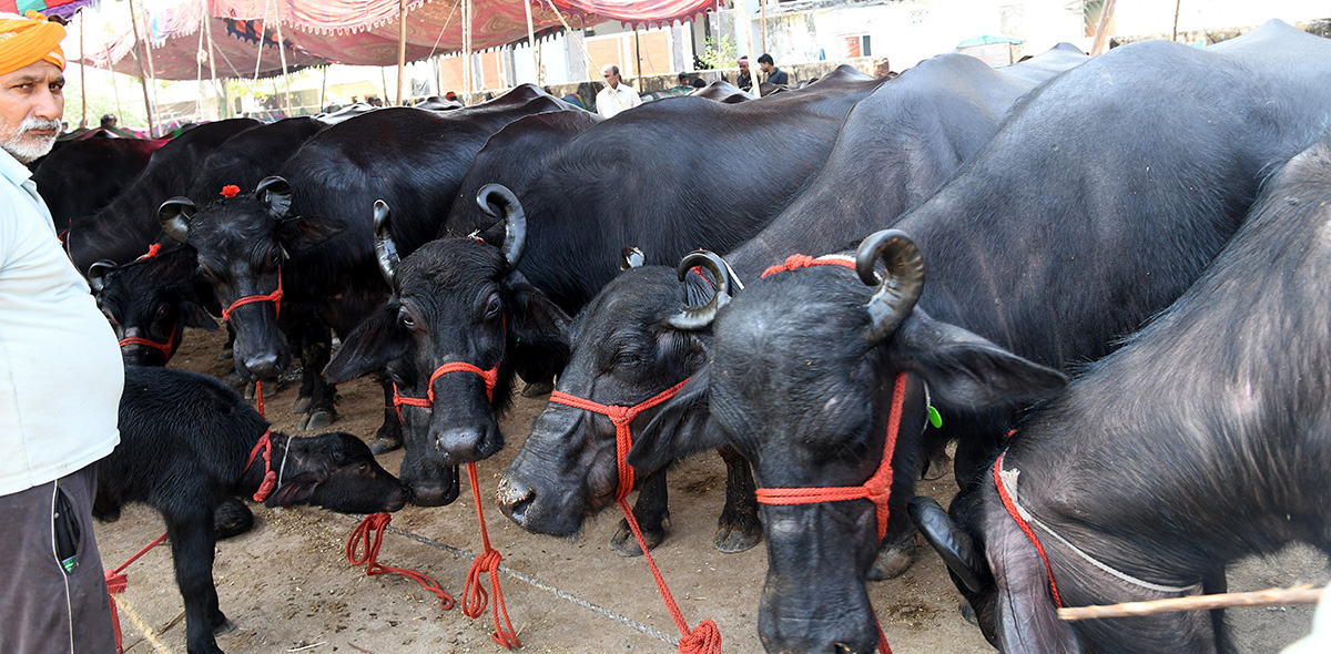 Animal Fest (Pashu Sankranthi) in Narsingi at Hyderabad5